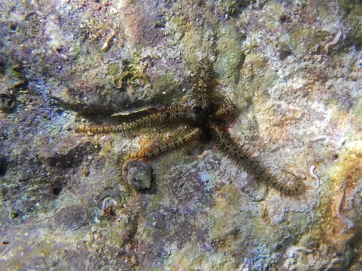 Ophiothrix